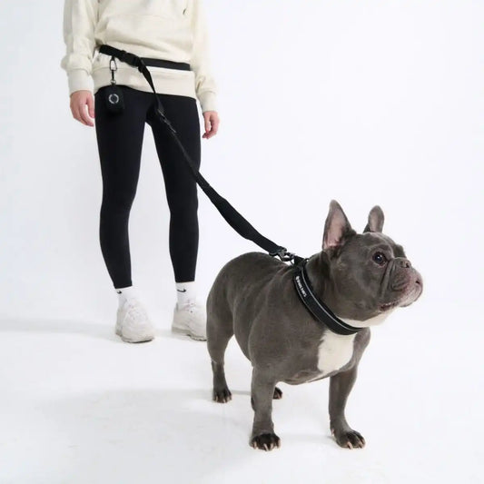 Multipurpose Seatbelt Handsfree Leash & Poop Bag Holder Set - Black