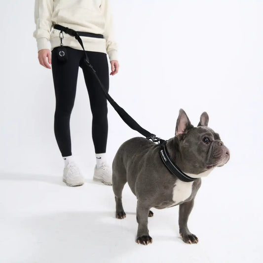 Multipurpose Seatbelt Handsfree Leash & Poop Bag Holder Set