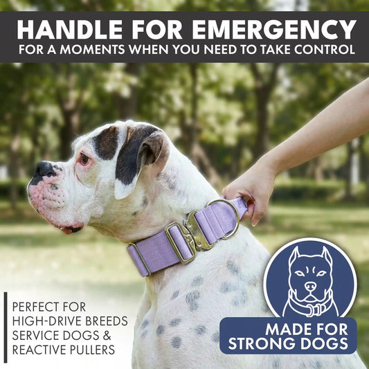 Comfort Control Collar and Multipurpose Leash Set - Lilac