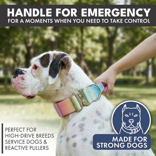 Comfort Control Collar Set - Pastel Icing